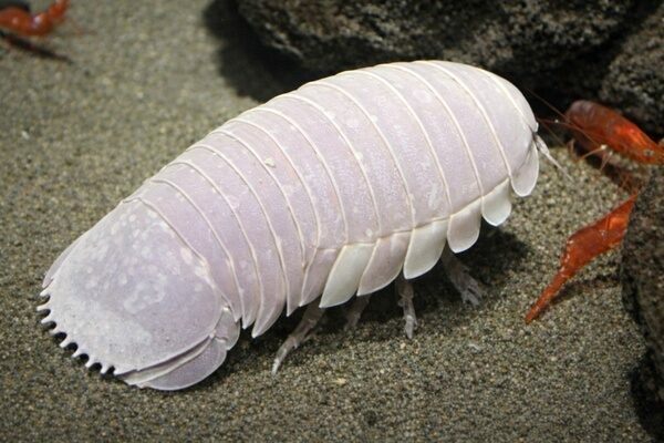 A giant isopod (Bathynomus), a deep-sea crustacean whose segmented, armored body gives it a striking resemblance to trilobites despite being only distantly related.